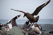 Picture 'Ant1_1_4192 Gentoo penguin, South Shetland Islands, Yankee Harbour, Antarctica and sub-Antarctic islands'